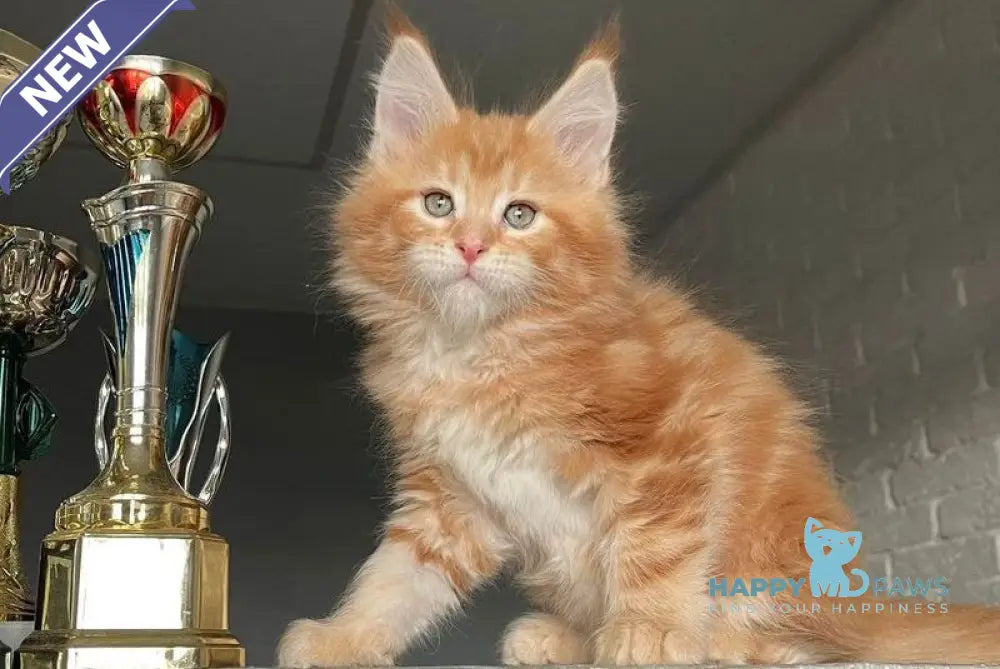 Yrkhan Maine Coon male red tabby - live animals