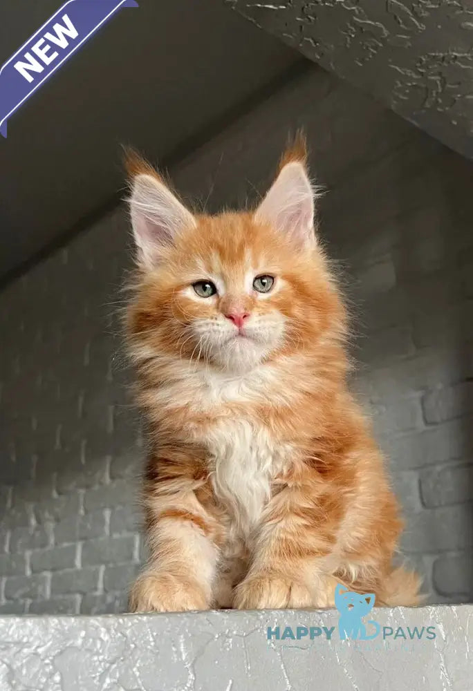 Yrkhan Maine Coon male red tabby - live animals