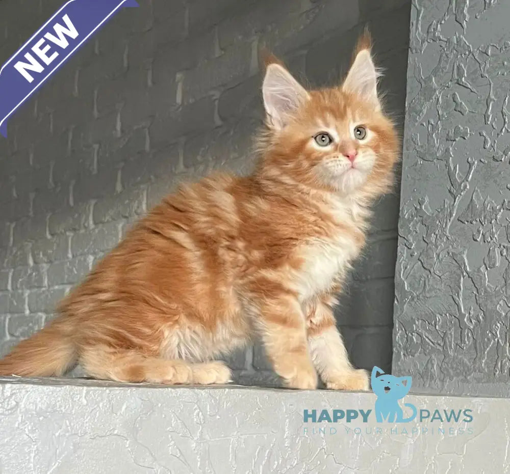 Yrkhan Maine Coon male red tabby - live animals