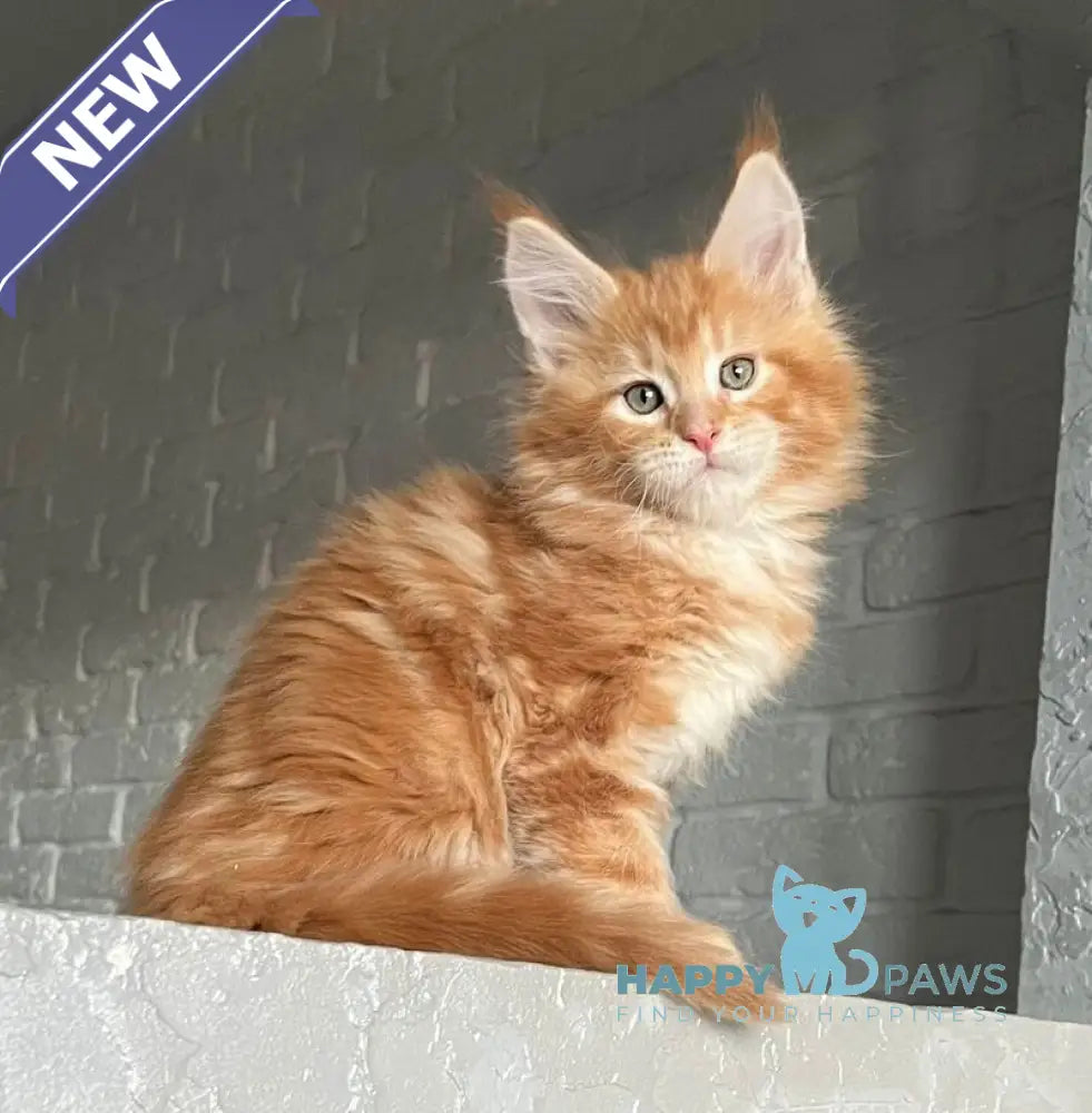 Yrkhan Maine Coon male red tabby - live animals