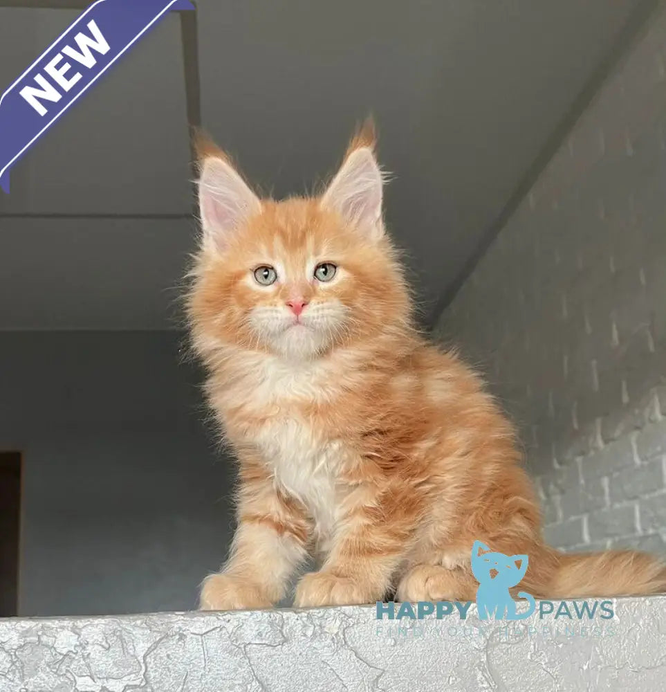 Yrkhan Maine Coon male red tabby - live animals