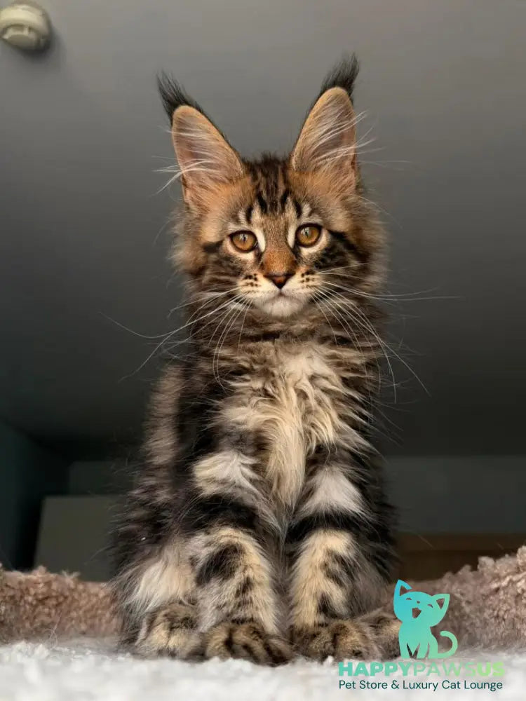 Yrolika Maine Coon female black tabby - live animals