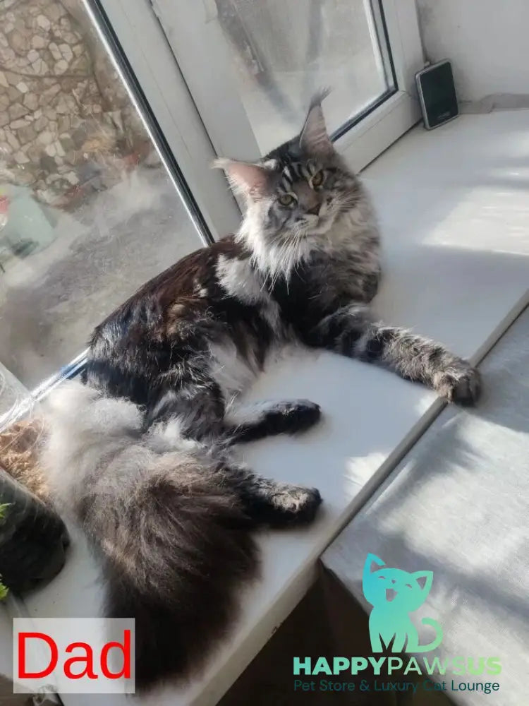 Yrolika Maine Coon female black tabby - live animals