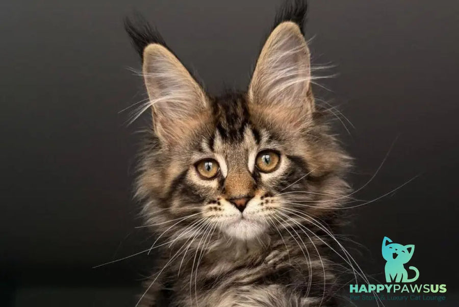 Yrolika Maine Coon female black tabby - live animals
