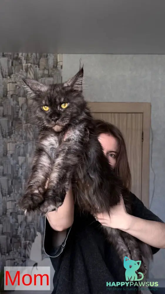 Yrolika Maine Coon female black tabby - live animals