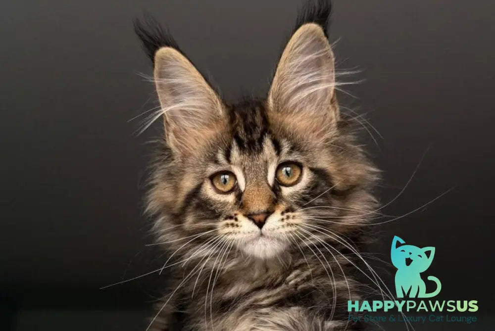 Yrolika Maine Coon female black tabby - live animals