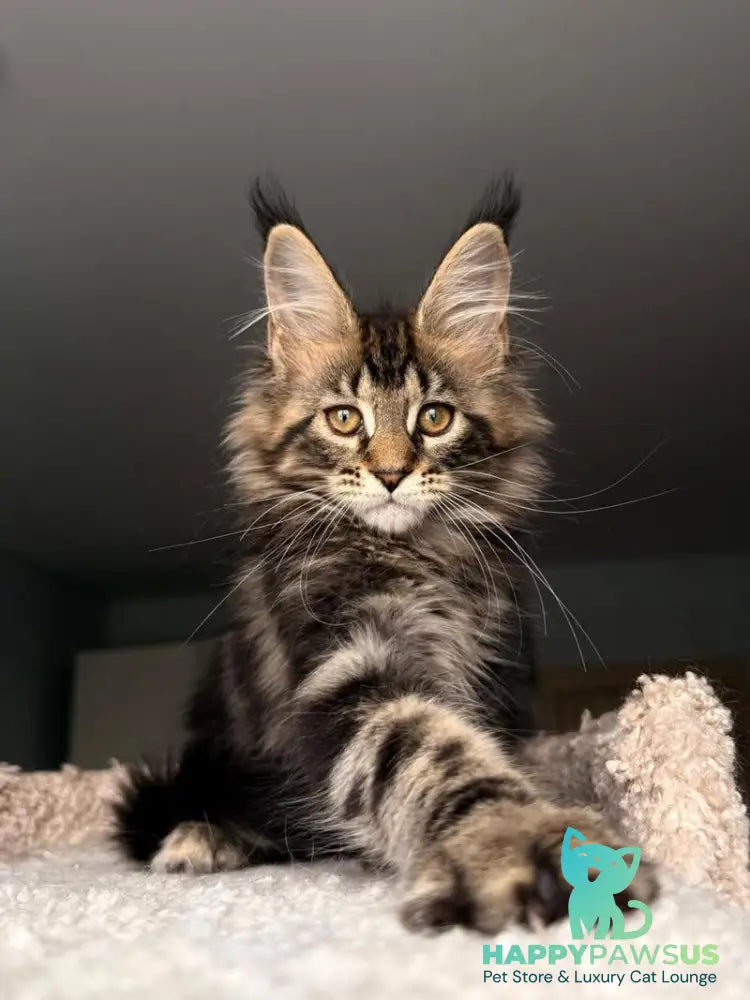 Yrolika Maine Coon female black tabby - live animals