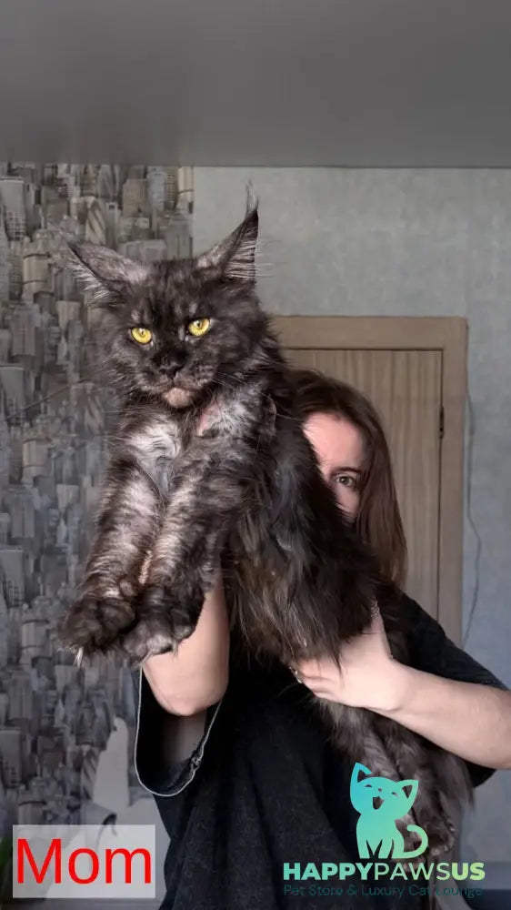 Yrolika Maine Coon female black tabby - live animals