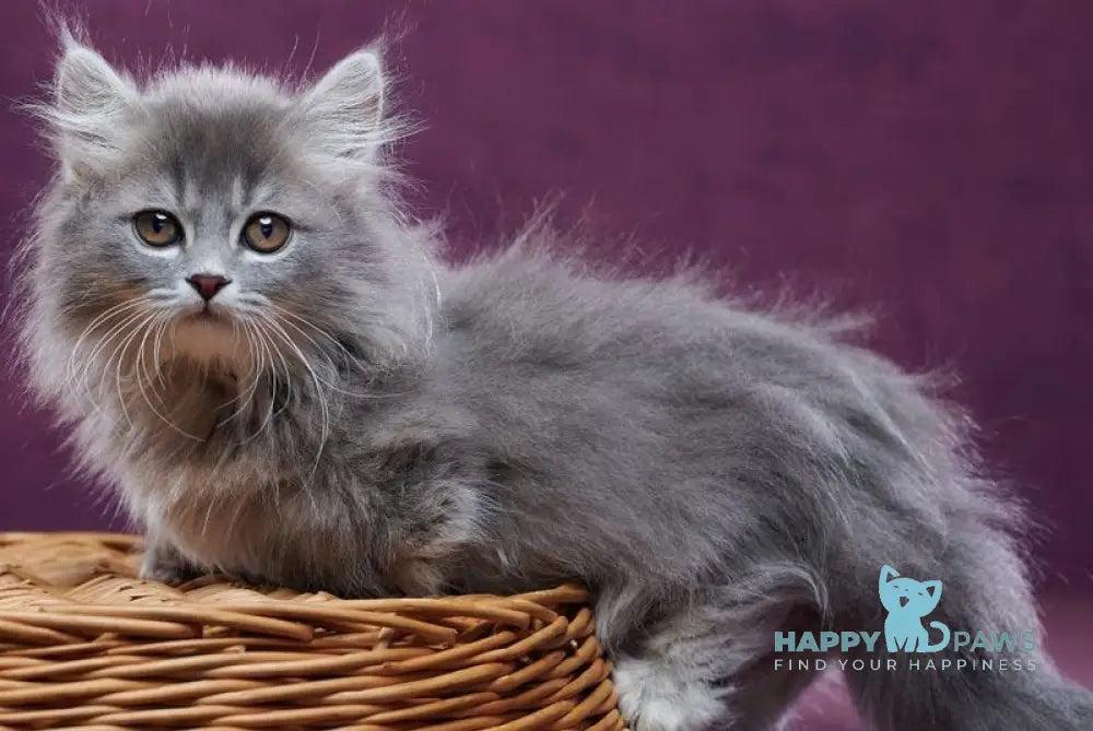 Yucatan Munchkin male blue silver ticked tabby - live animals