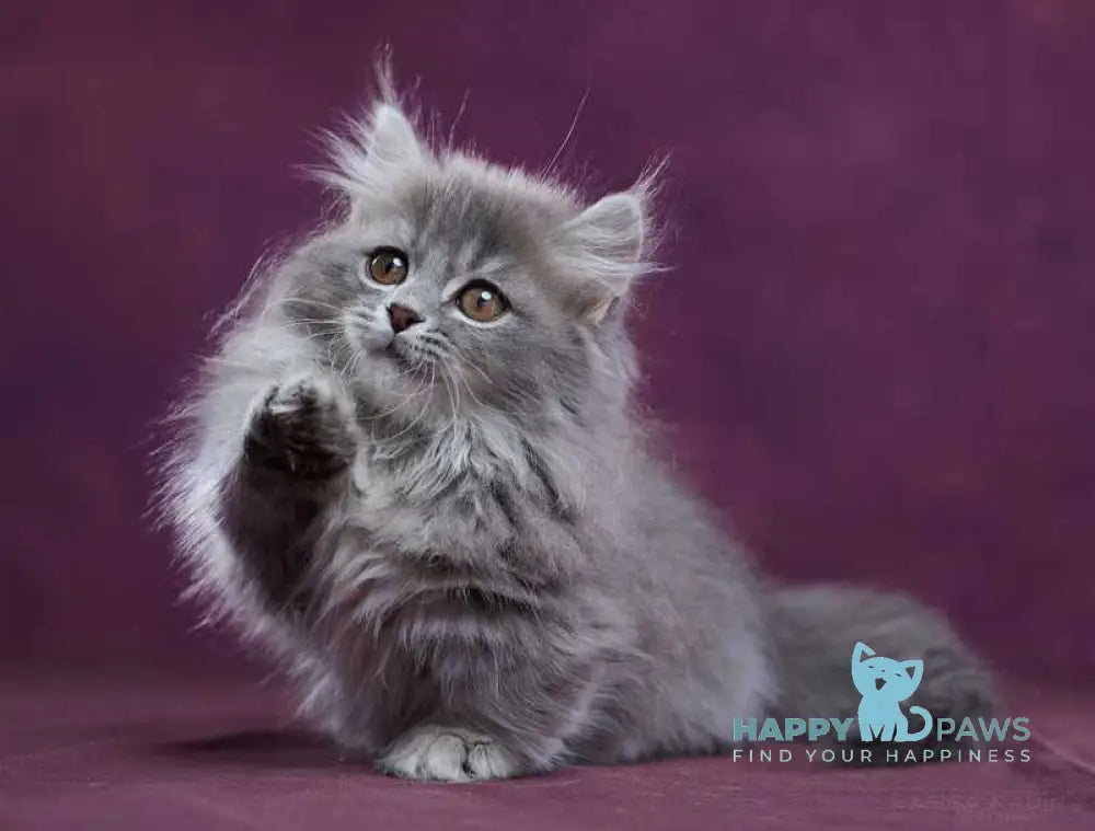 Yucatan Munchkin male blue silver ticked tabby - live animals