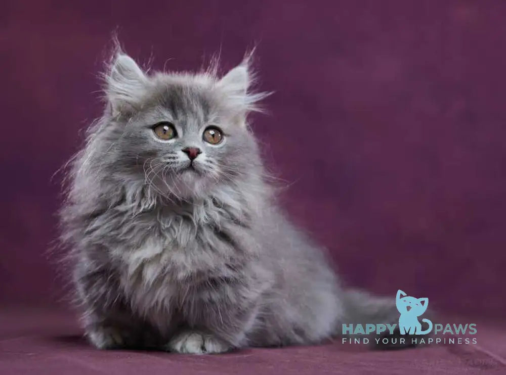 Yucatan Munchkin male blue silver ticked tabby - live animals