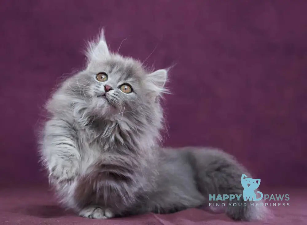 Yucatan Munchkin male blue silver ticked tabby - live animals