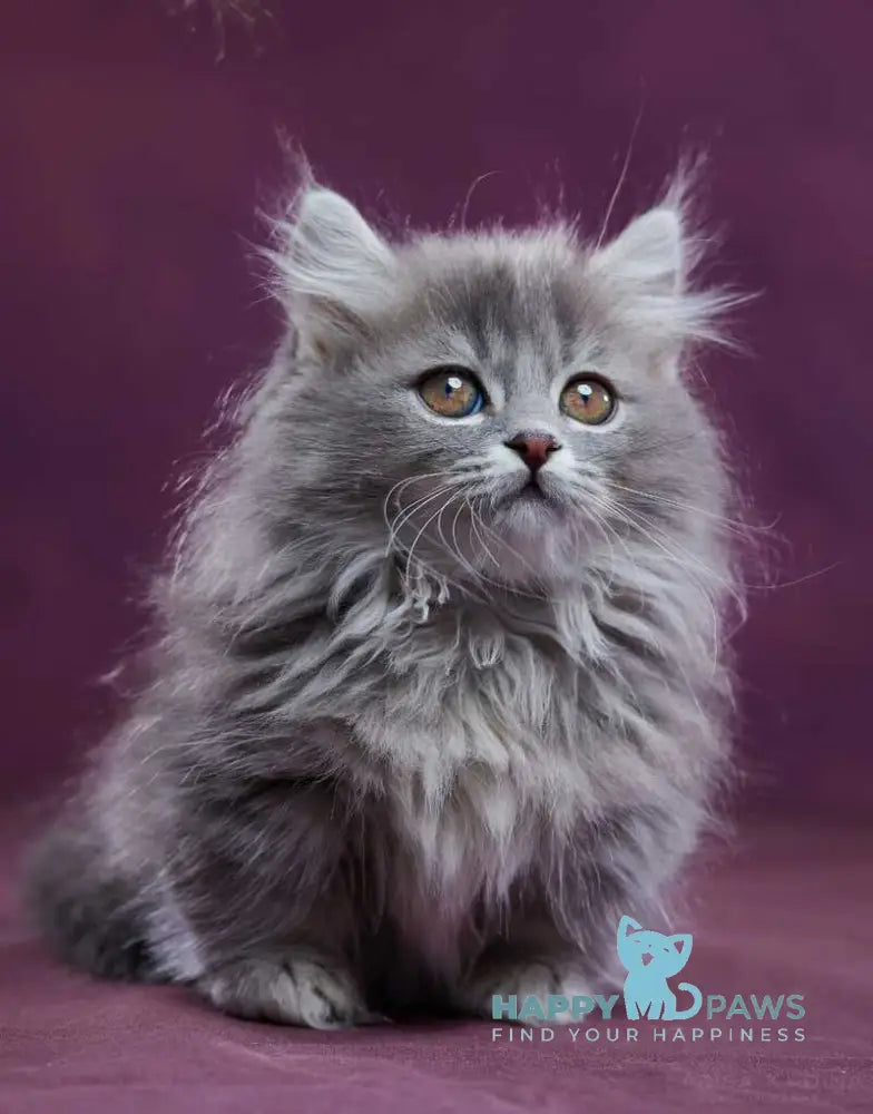 Yucatan Munchkin male blue silver ticked tabby - live animals