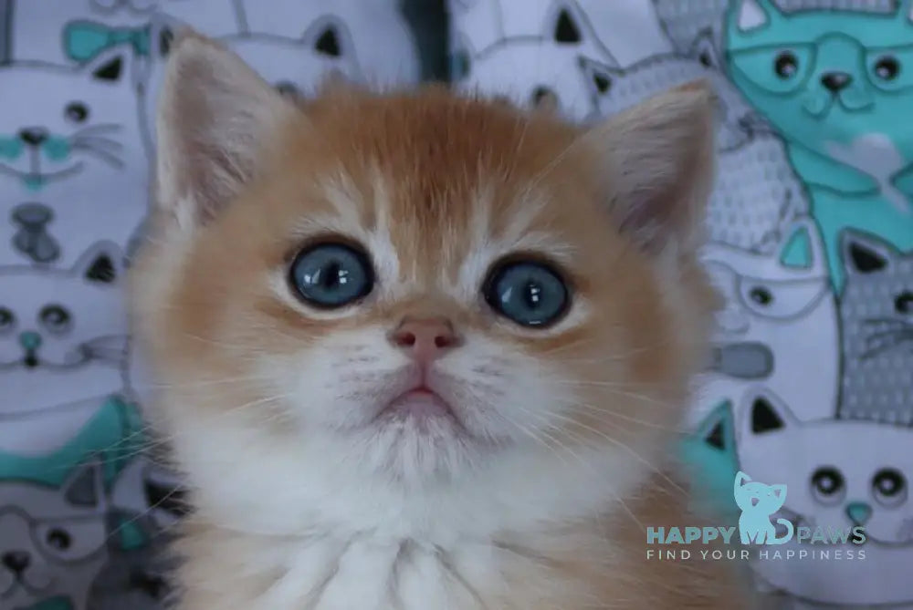 Yudgika British Shorthair female black golden chinchilla live animals