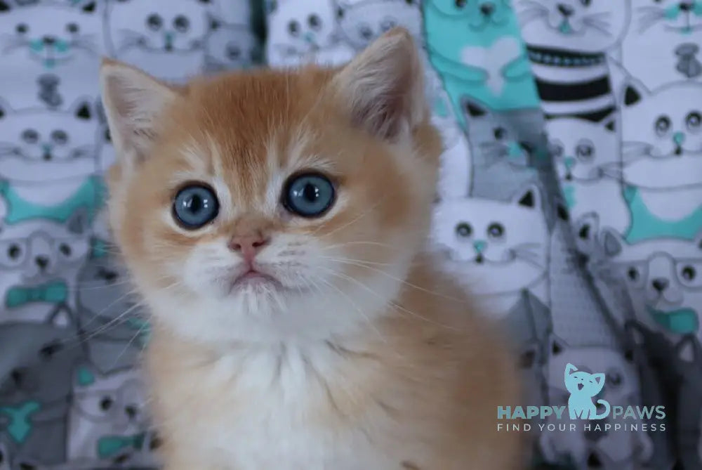 Yudgika British Shorthair female black golden chinchilla live animals