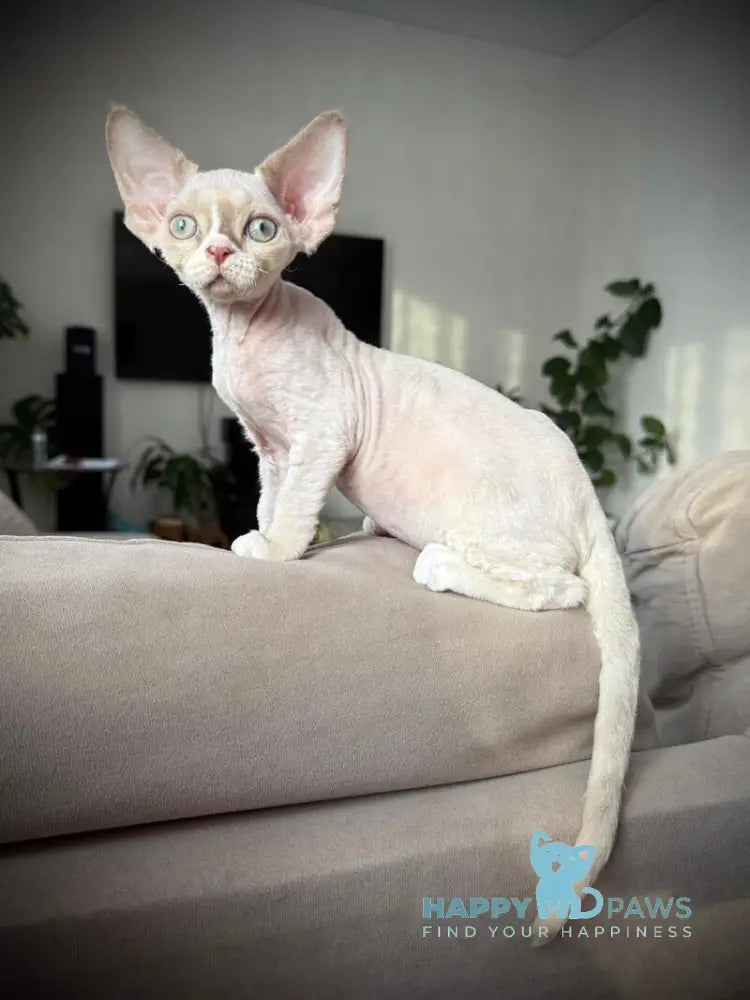 Yudgin Devon Rex male chocolate pointed with white live animals