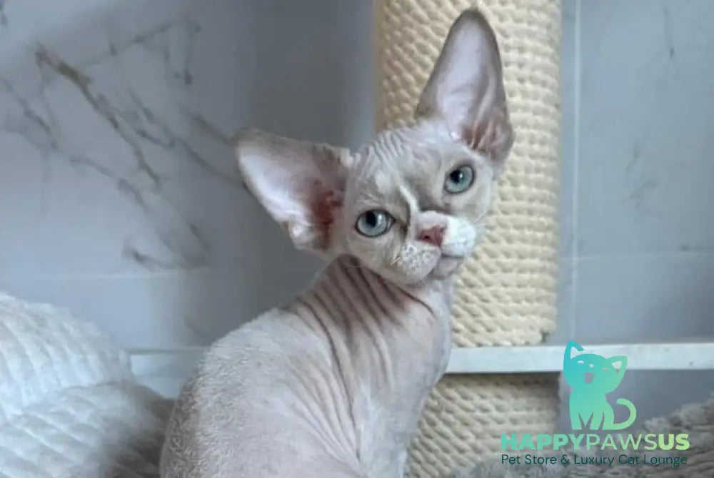 Yudgin Devon Rex male chocolate pointed with white live animals