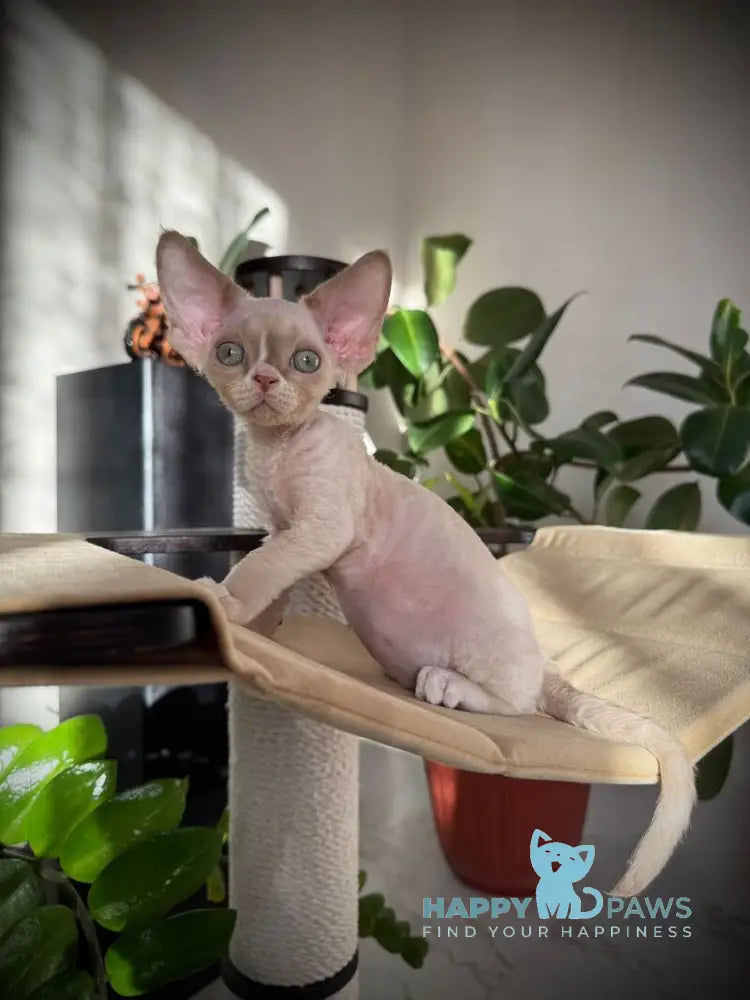 Yudgin Devon Rex male chocolate pointed with white live animals