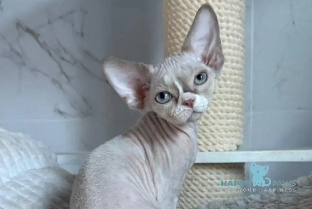 Yudgin Devon Rex male chocolate pointed with white live animals