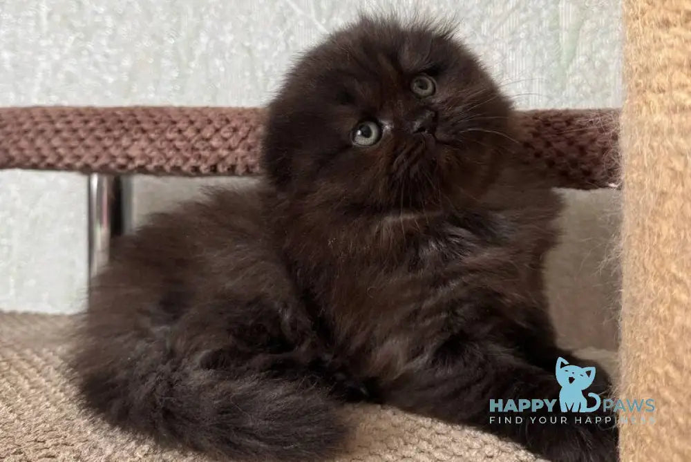 Yudjin Scottish Fold male black live animals