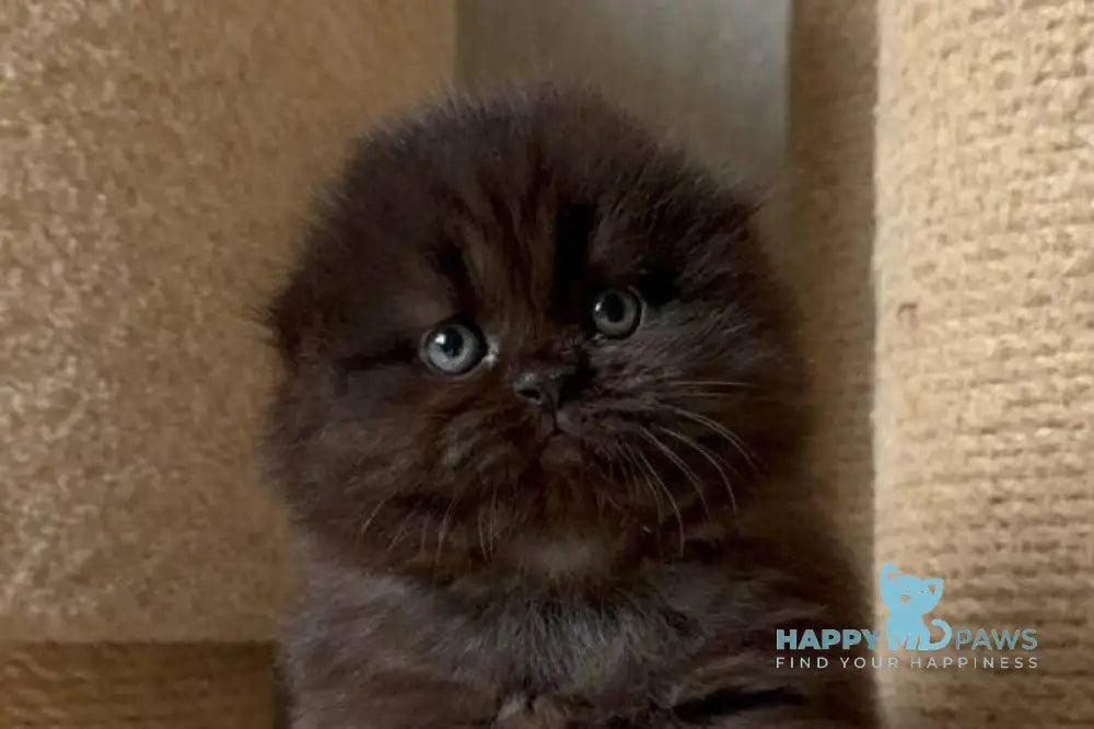 Yudjin Scottish Fold male black live animals