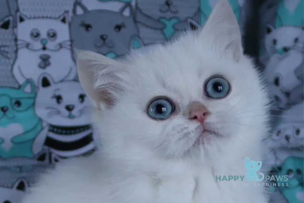 Yuka British Shorthair female black golden chinchilla pointed live animals