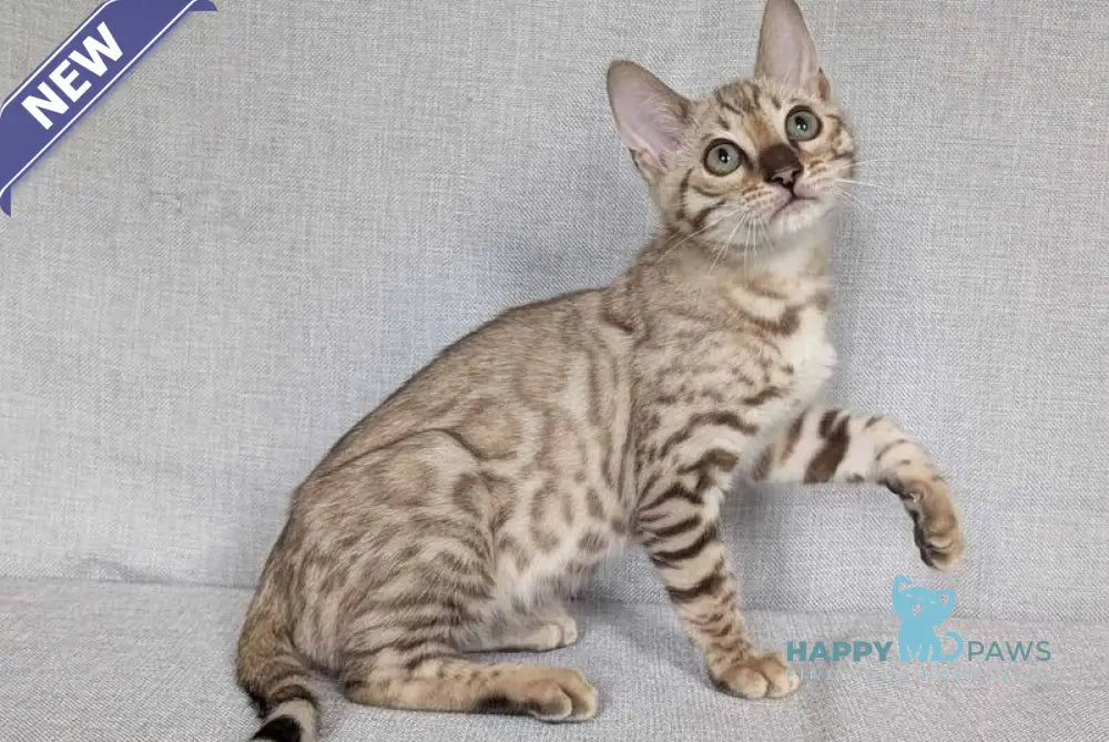 Yuki Bengal female black spotted tabby pointed - live animals
