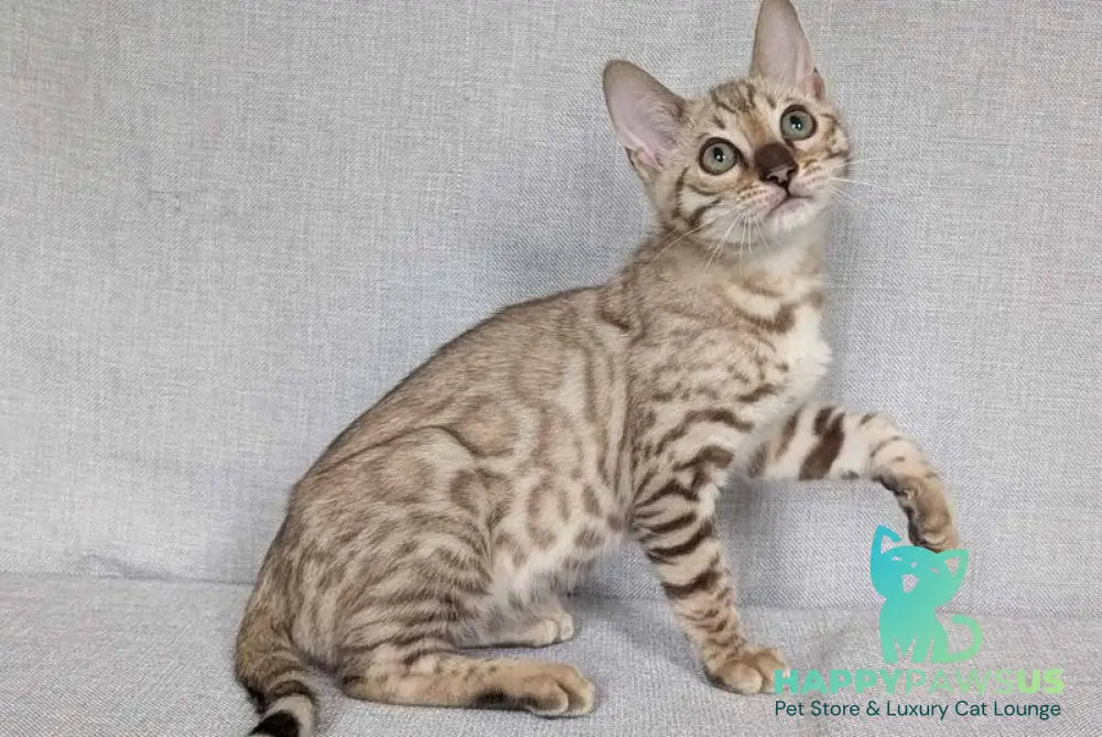 Yuki Bengal female black spotted tabby pointed - live animals