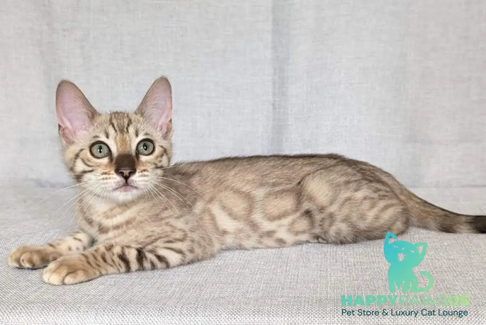 Yuki Bengal female black spotted tabby pointed - live animals