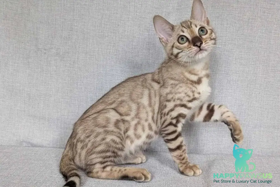 Yuki Bengal female black spotted tabby pointed - live animals