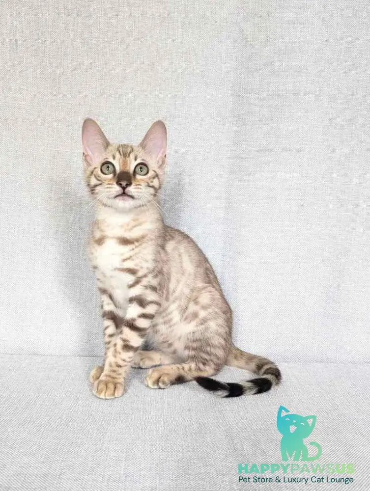 Yuki Bengal female black spotted tabby pointed - live animals
