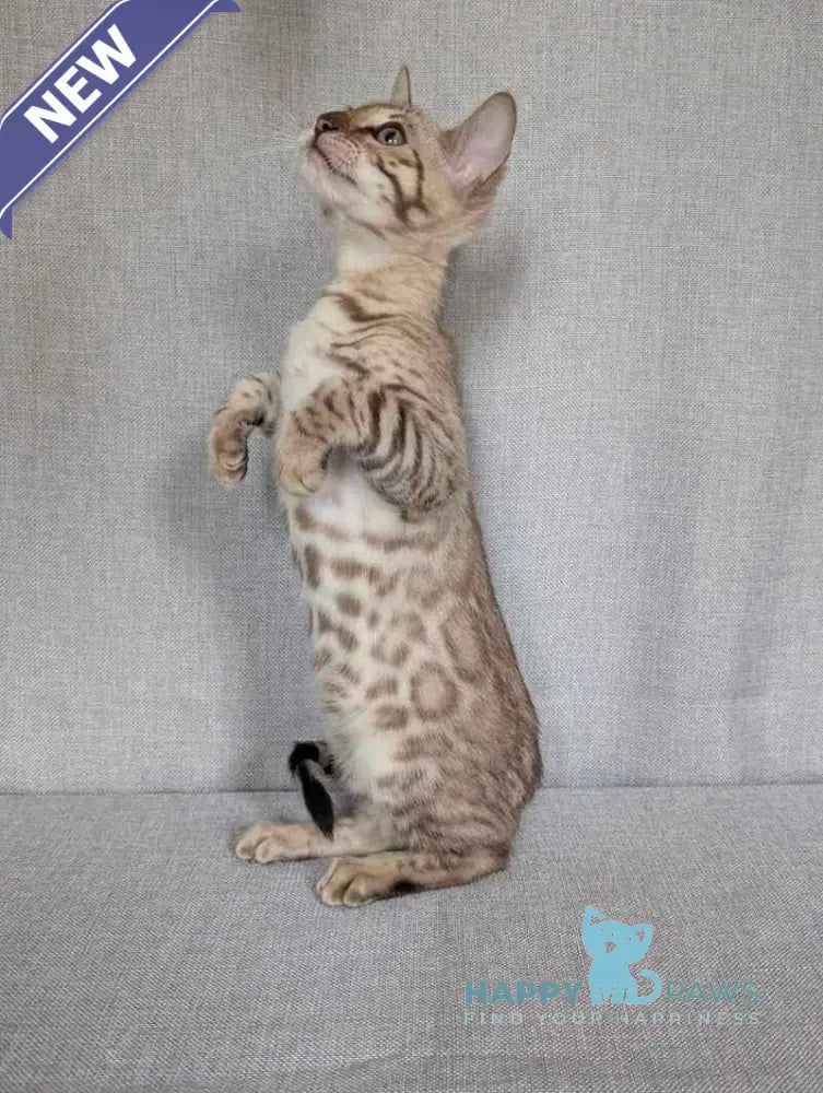 Yuki Bengal female black spotted tabby pointed - live animals