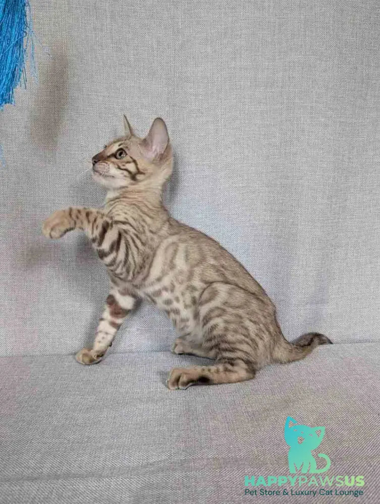 Yuki Bengal female black spotted tabby pointed - live animals