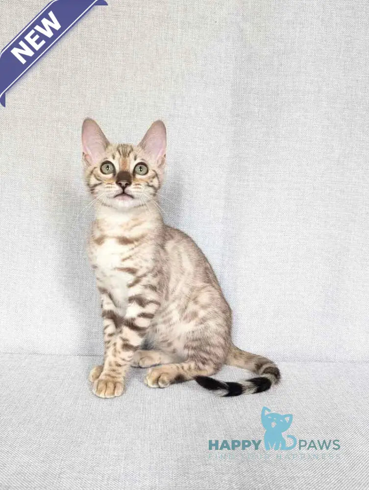 Yuki Bengal female black spotted tabby pointed - live animals