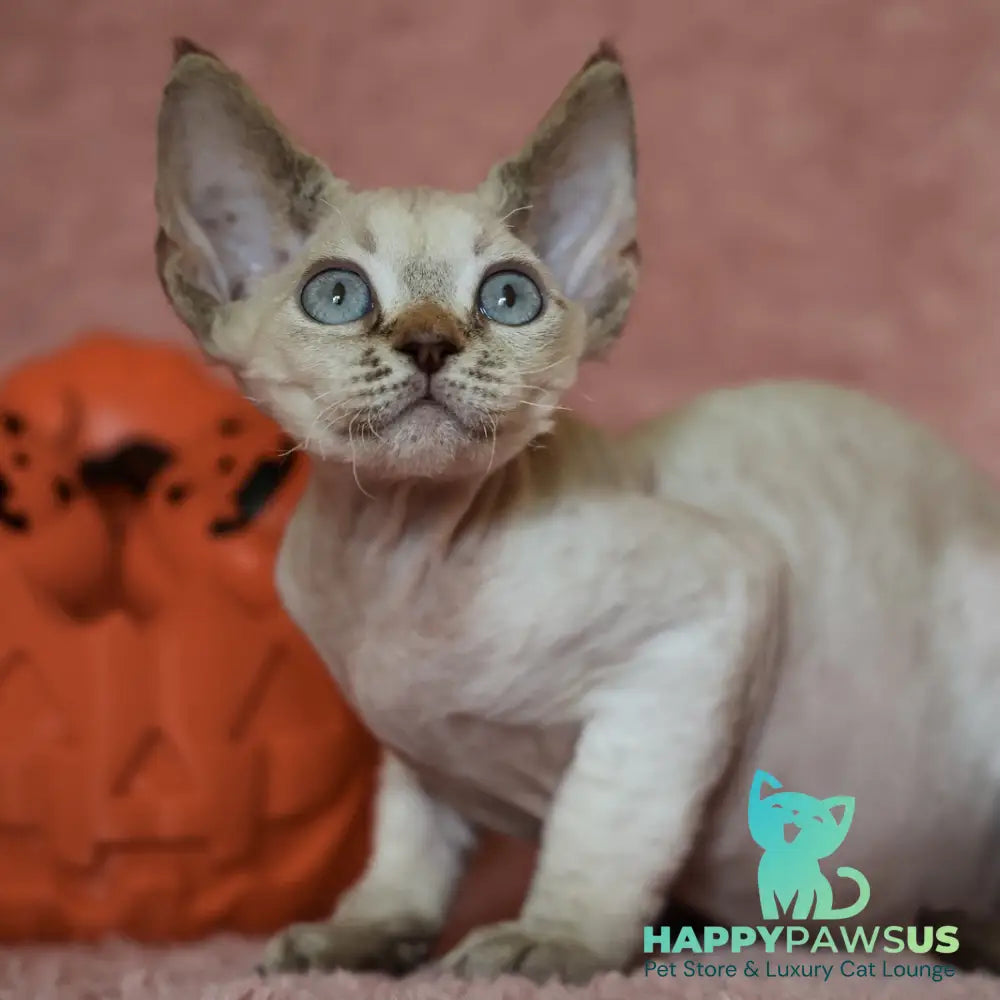 Yuki Devon Rex female black tabby pointed - live animals