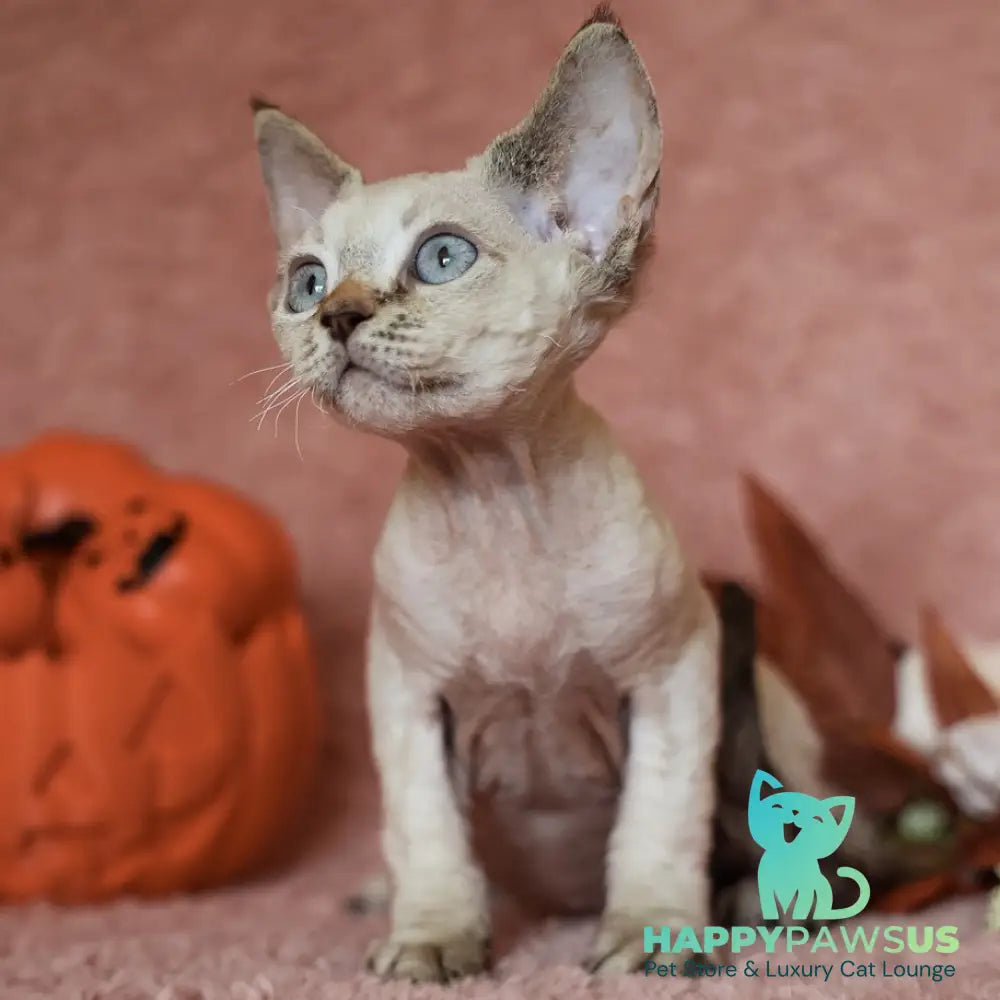 Yuki Devon Rex female black tabby pointed - live animals