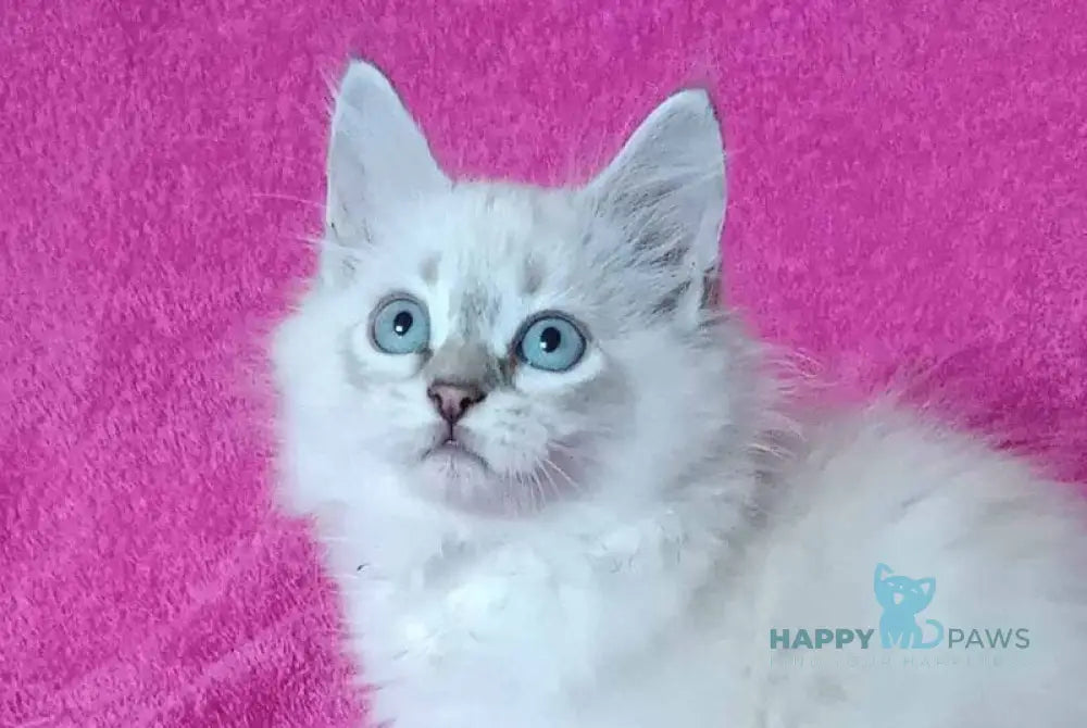 Yukka Siberian male blue tabby pointed live animals