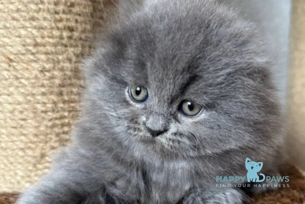 Yukki Scottish Fold male blue live animals
