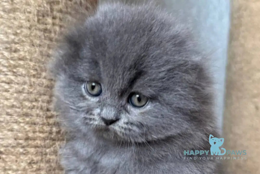 Yukki Scottish Fold male blue live animals