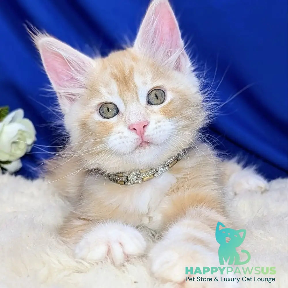Yukon Maine Coon male red silver tabby - live animals