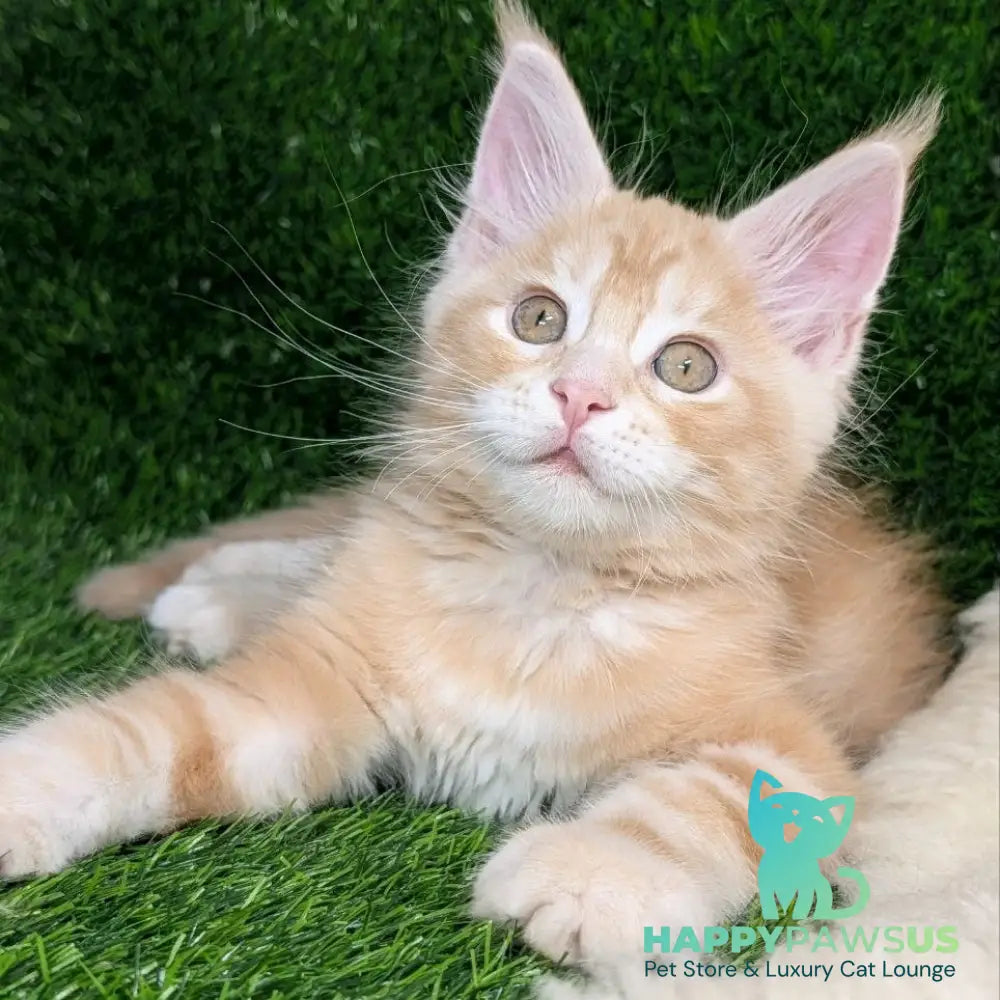 Yukon Maine Coon male red silver tabby - live animals