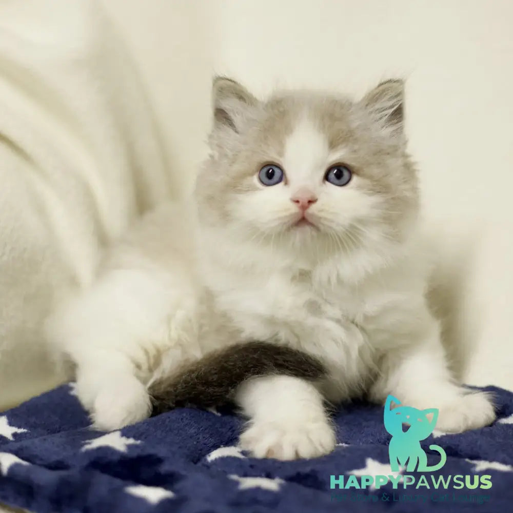 Yukon Ragdoll male black bicolour tabby - live animals