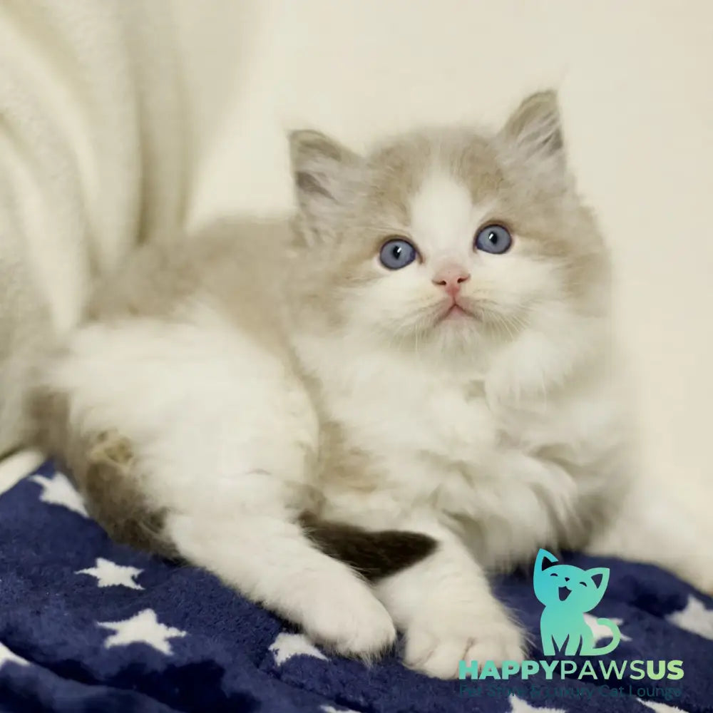 Yukon Ragdoll male black bicolour tabby - live animals