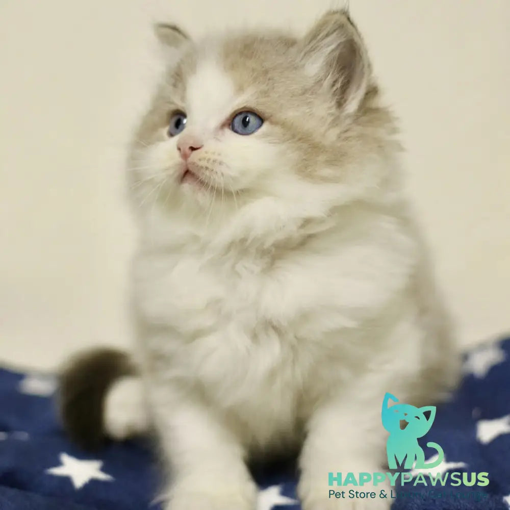 Yukon Ragdoll male black bicolour tabby - live animals