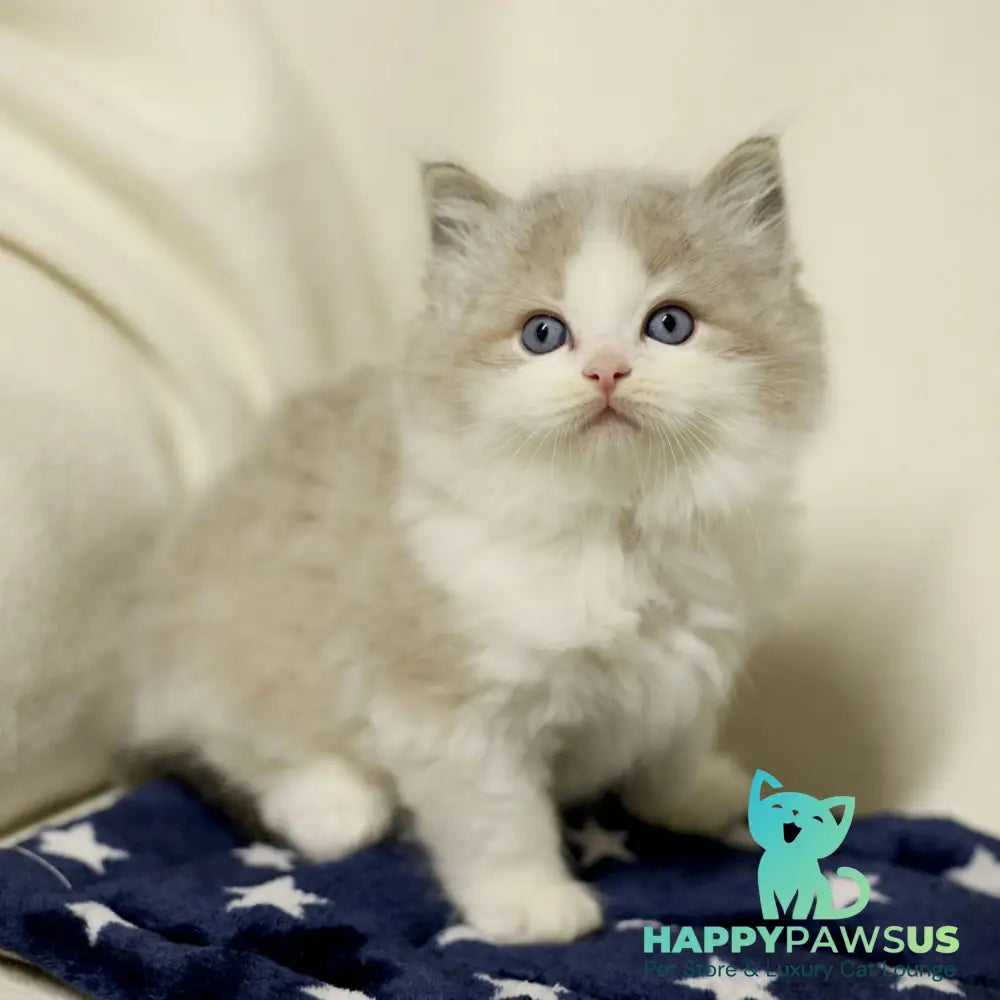Yukon Ragdoll male black bicolour tabby - live animals