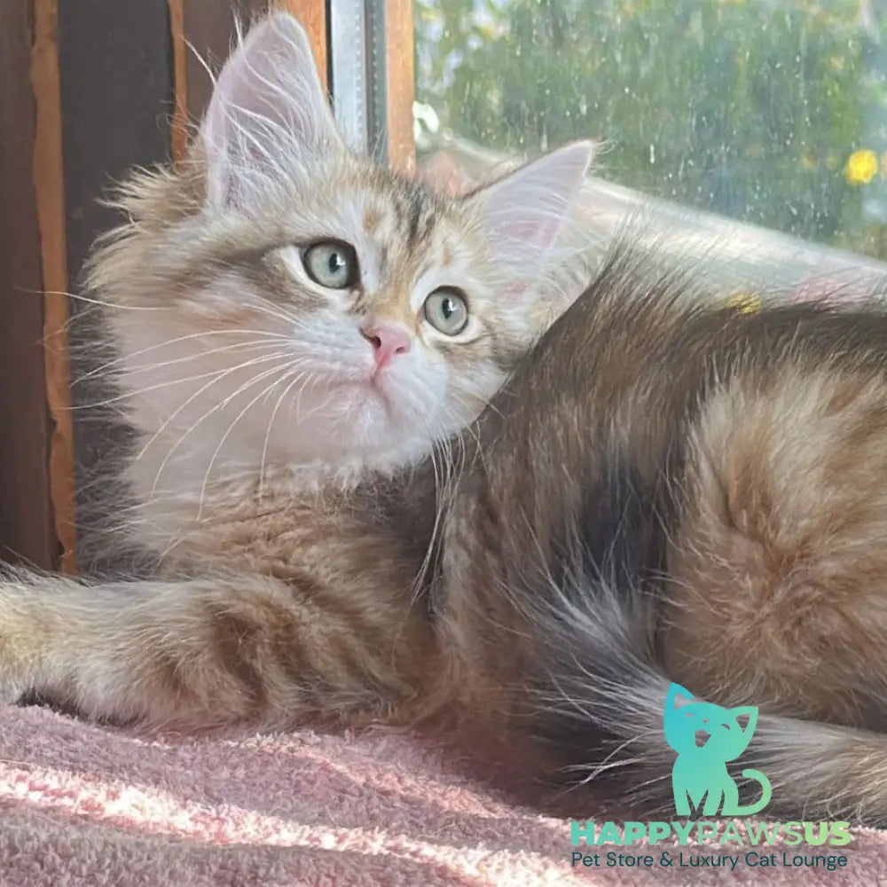 Yukon Siberian male black golden tabby - live animals