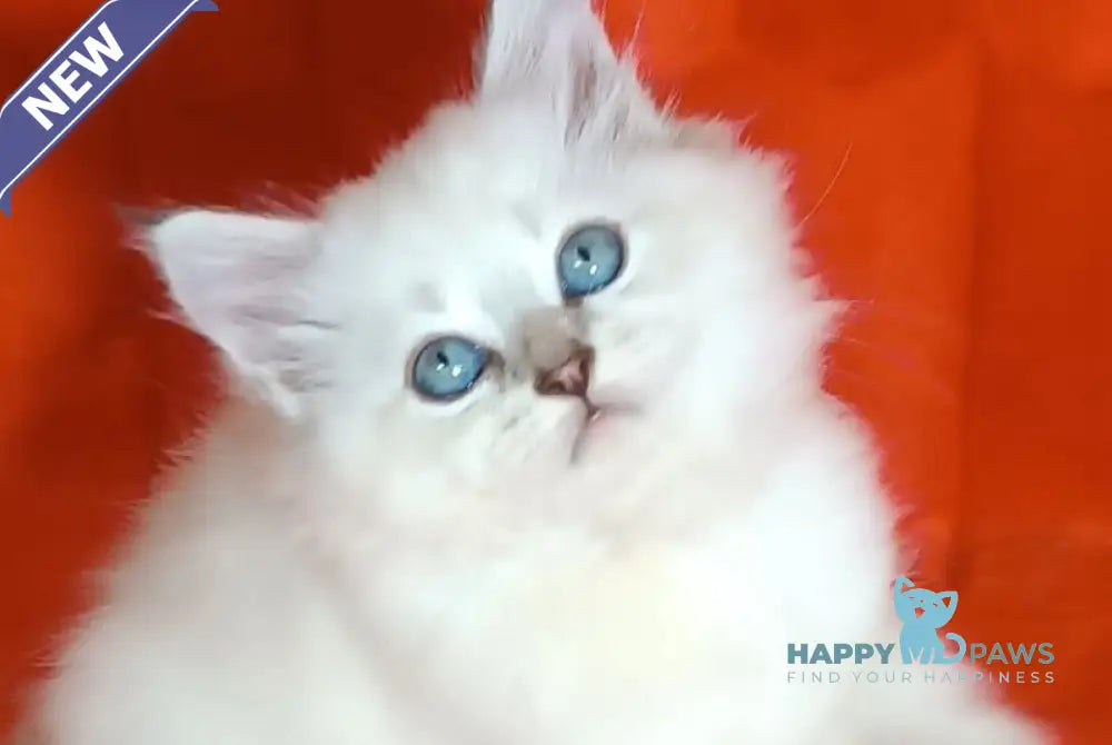 Yuku Siberian female blue tabby pointed live animals