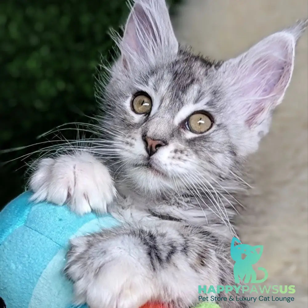 Yula Maine Coon female black tortie silver tabby - live animals