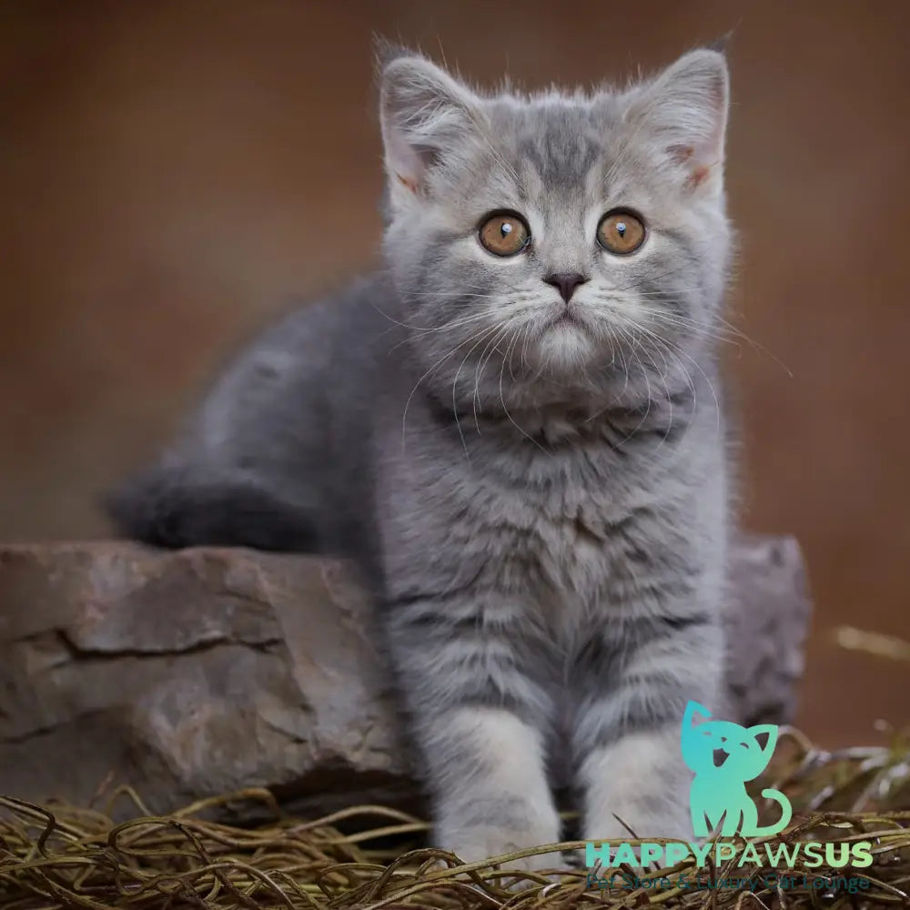 Yula Scottish Fold female blue silver tabby - live animals