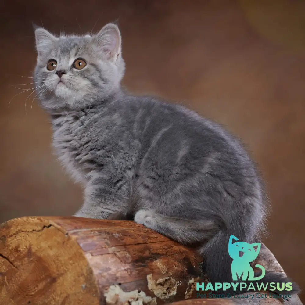 Yula Scottish Fold female blue silver tabby - live animals